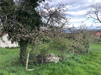 haie cabane Arcadia plantes aromatiques et médicinales bio Vaud Suisse