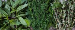 herbes aromatiques Arcadia plantes aromatiques et médicinales bio Vaud Suisse
