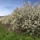 haie de prunelliers Arcadia plantes aromatiques et médicinales bio Suisse Vaud